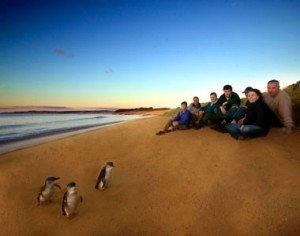 Phillip Island Day Tours by Coach Charter Phillip Island Day Tours by Coach Charter